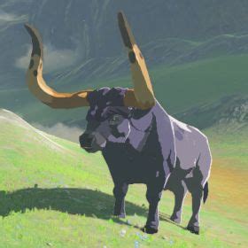 Their meat is considered to be high quality, so they're a common target among hunters. . Botw water buffalo